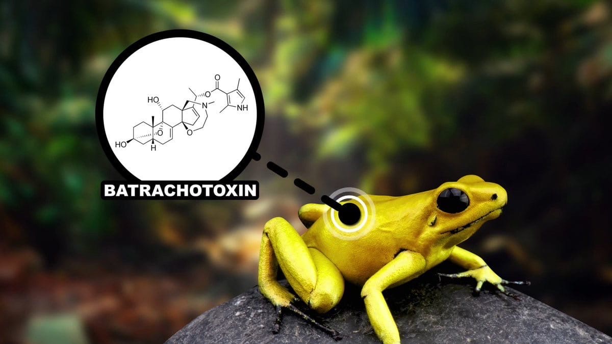 Батрахотоксин